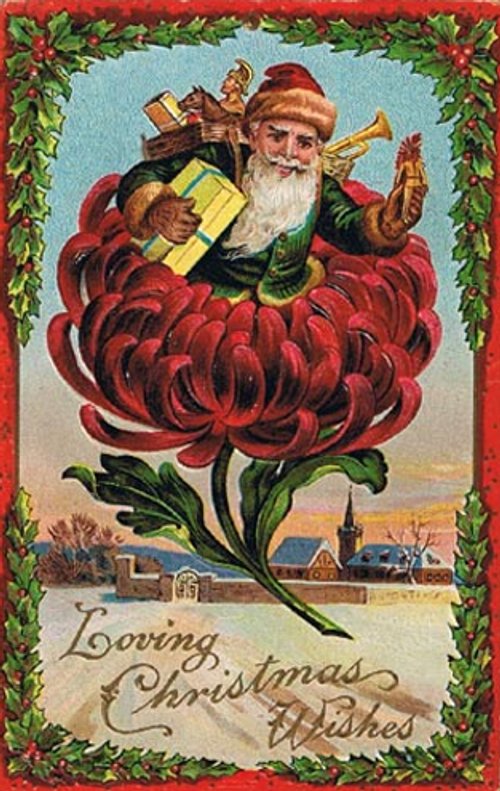 Victorian Santa in Giant Red Chrysanthemum Christmas Card