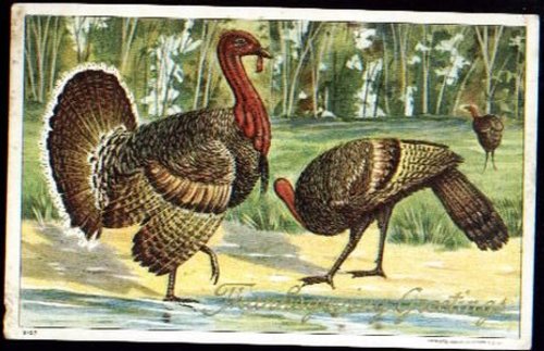 Vintage Wild Turkey Greeting Card - Victorian Natural History Art