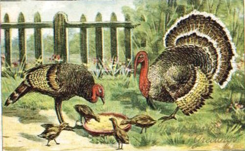 Vintage Turkey Greeting Card - Victorian Wild Fowl Illustration