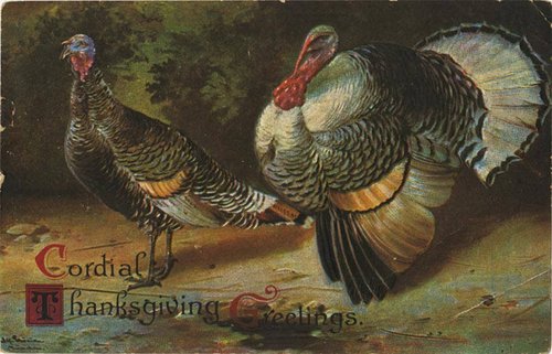 Vintage Cordial Thanksgiving Greetings Card with Wild Turkeys