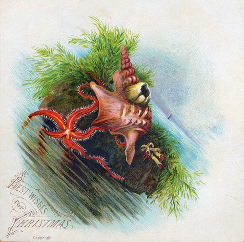Victorian Christmas Sea Star Greeting Card - Festive Marine Life
