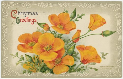 1911 Edwardian Christmas Greetings Card California Poppies